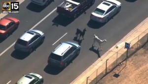 Lama en fuite en Arizona (Etats-Unis) #Teamllama